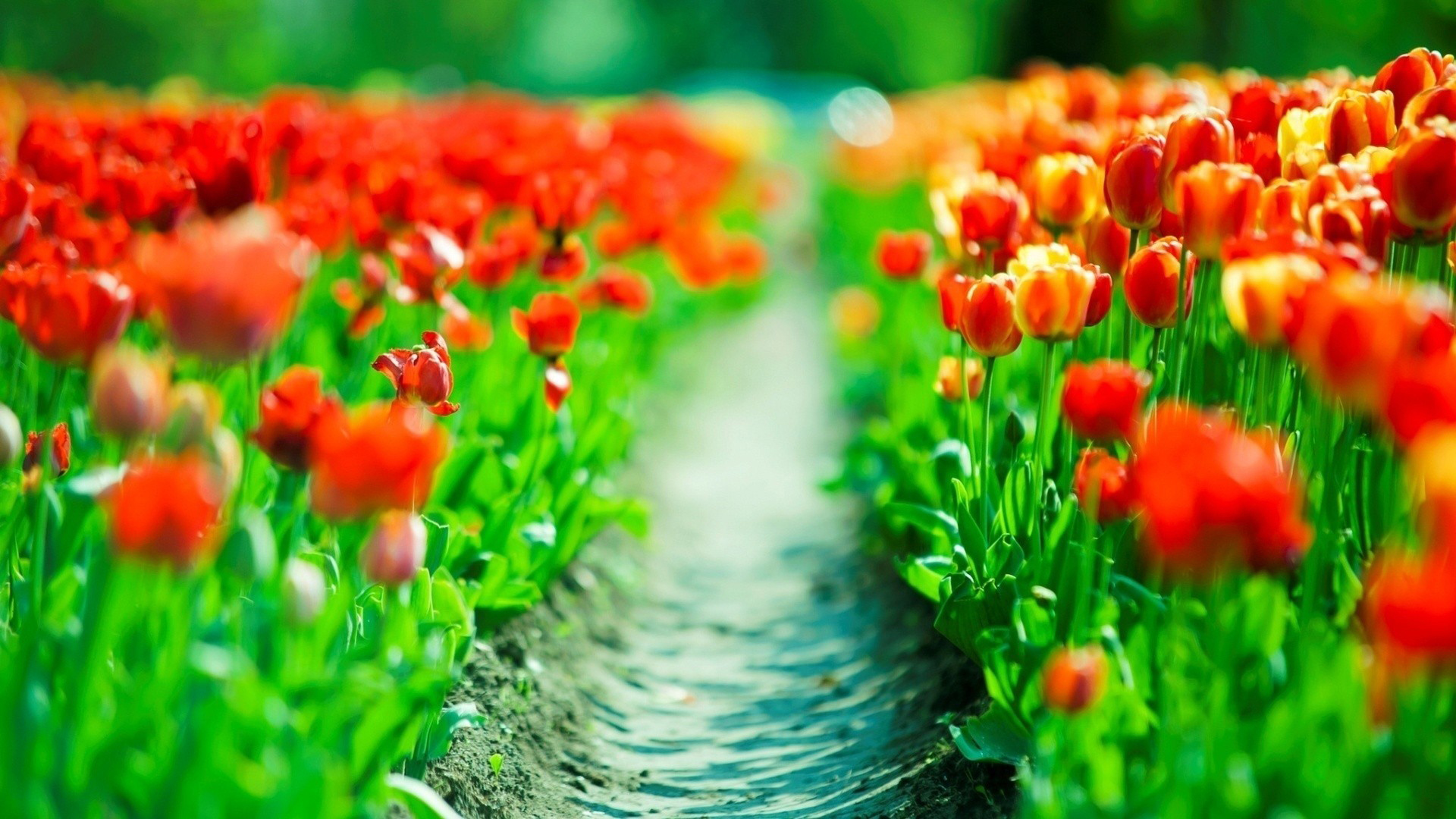 tulips Wallpaper