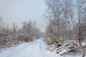 winter, Forest, Road, Trees, Landscape