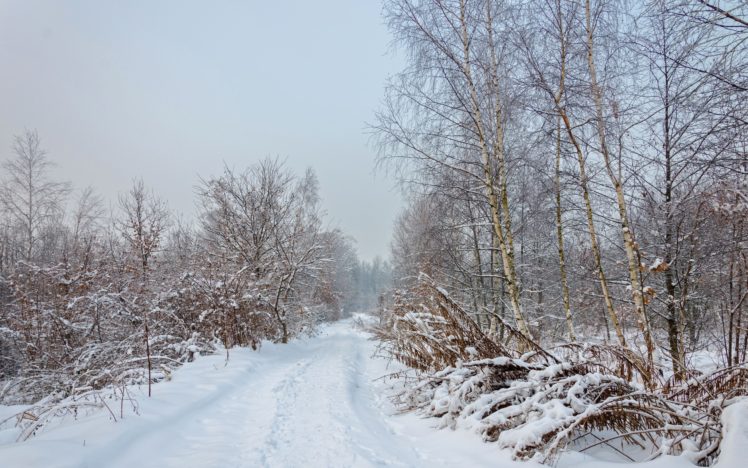 winter, Forest, Road, Trees, Landscape HD Wallpaper Desktop Background