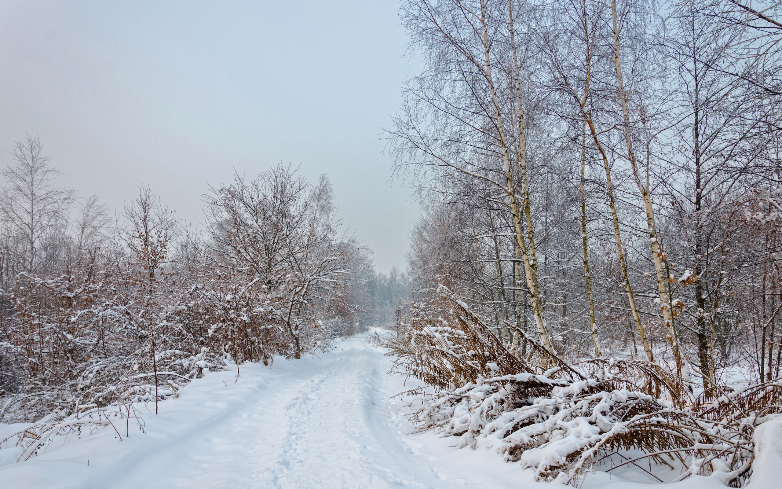 winter, Forest, Road, Trees, Landscape Wallpaper