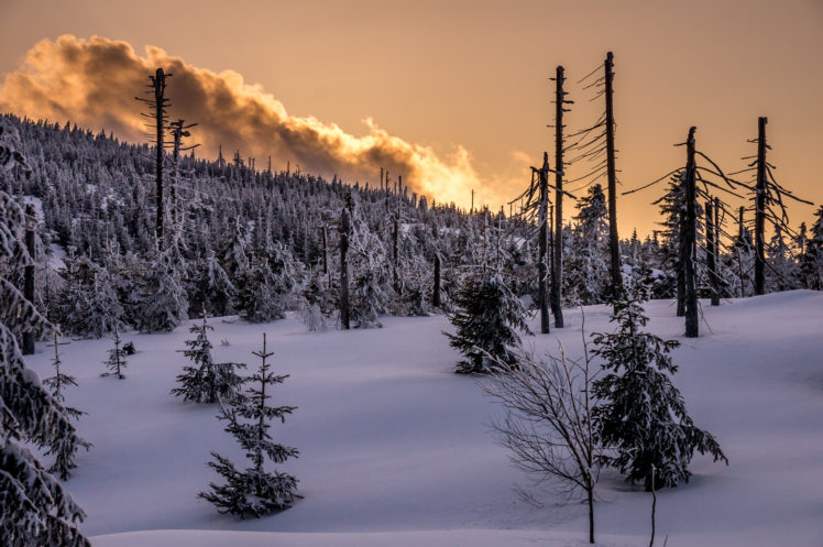 winter, Forest, Trees, Landscape HD Wallpaper Desktop Background
