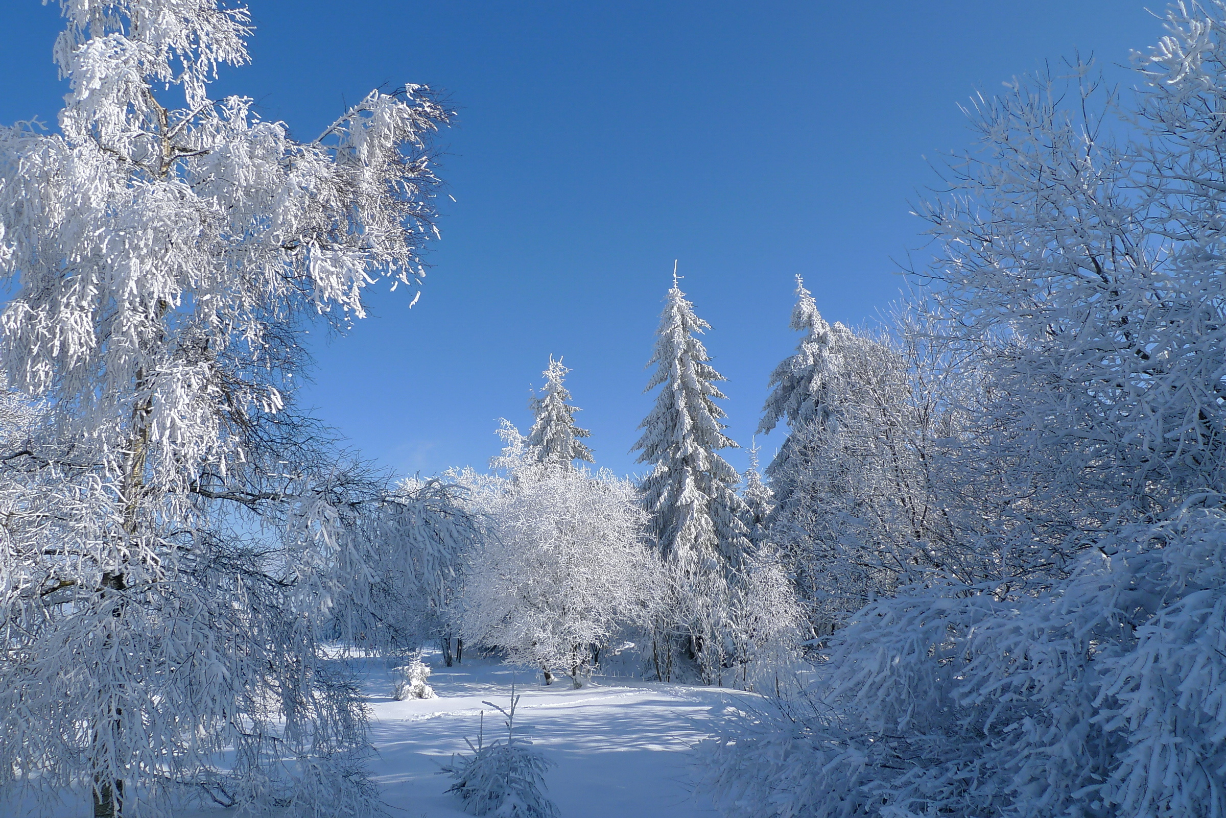 winter, Trees, Snow, Landscape Wallpaper