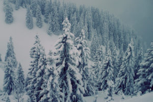 snowed, Trees
