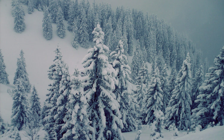 snowed, Trees HD Wallpaper Desktop Background