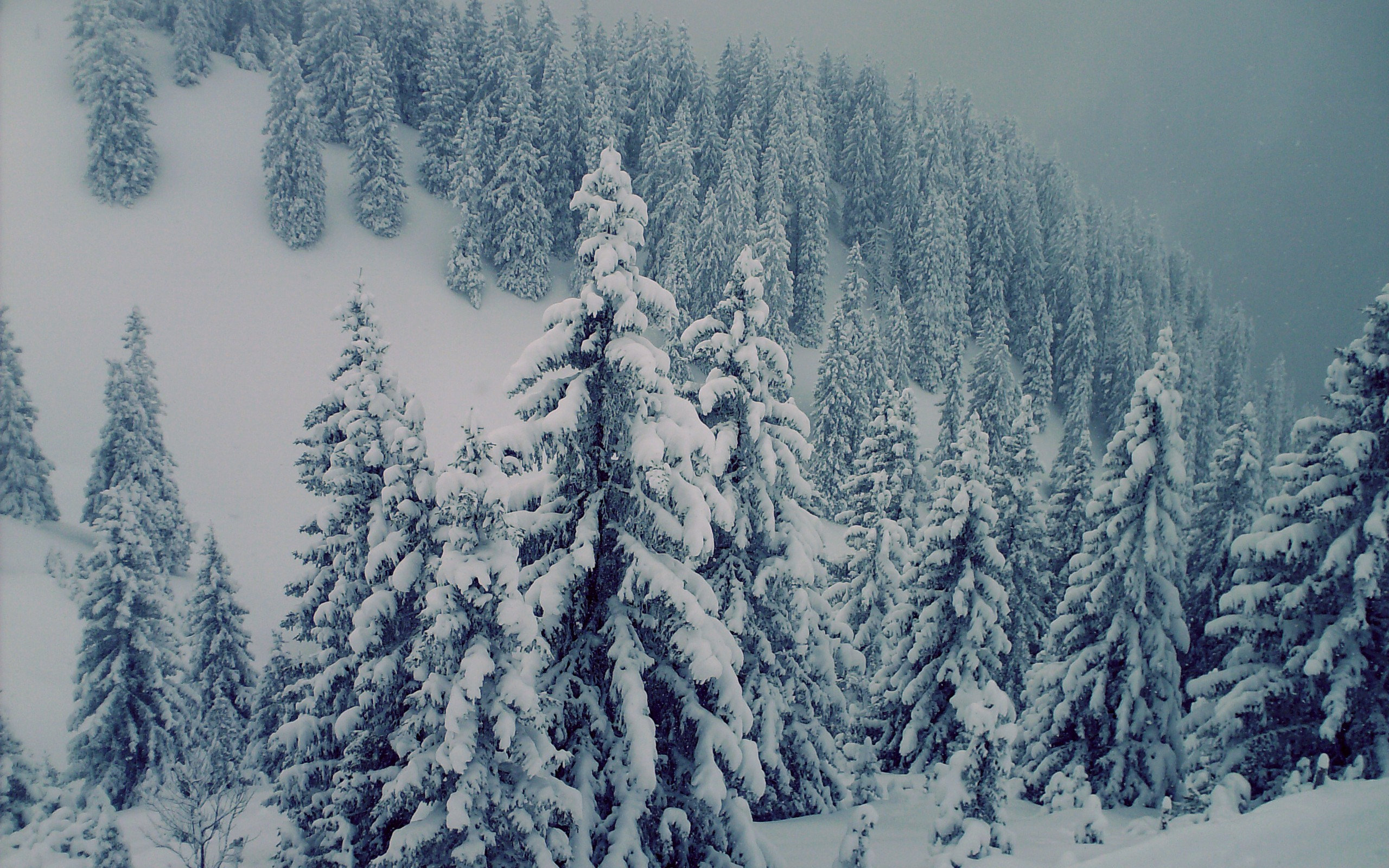 snowed, Trees Wallpaper