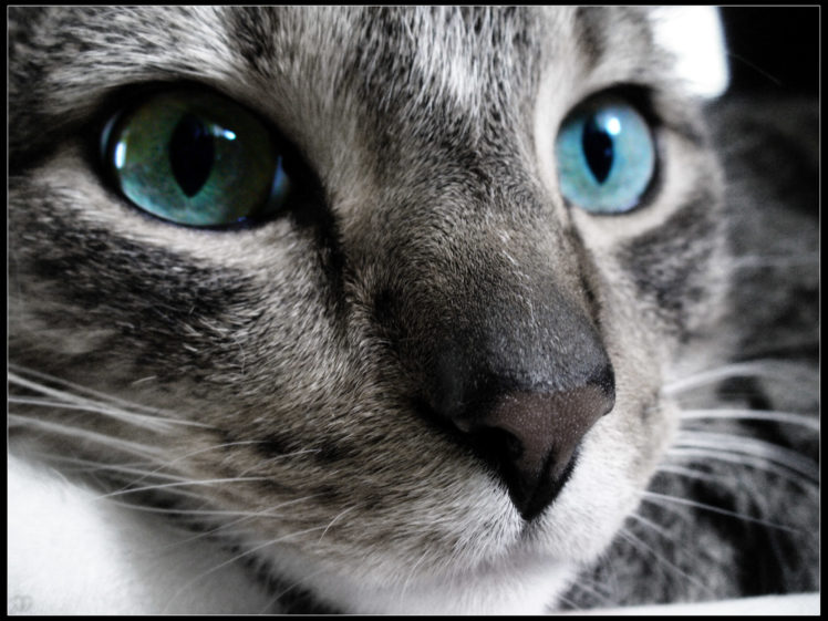 cats, Stare HD Wallpaper Desktop Background