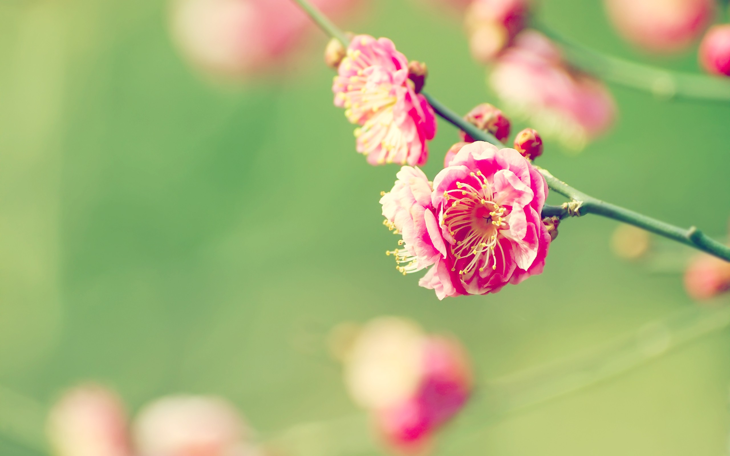 elegant, Flowers Wallpaper