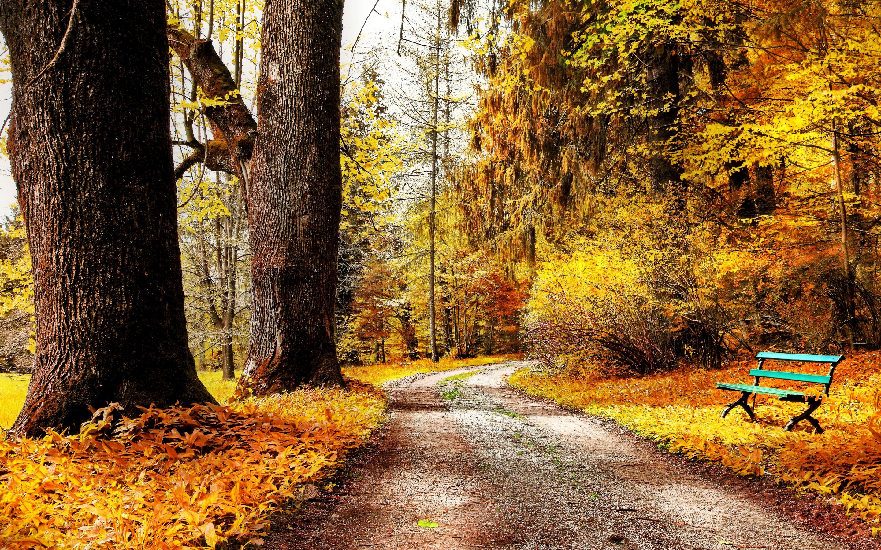 autumn, Park, Nature, Trees, Bushes, Leaves, Yellow, Road, Bench Wallpaper