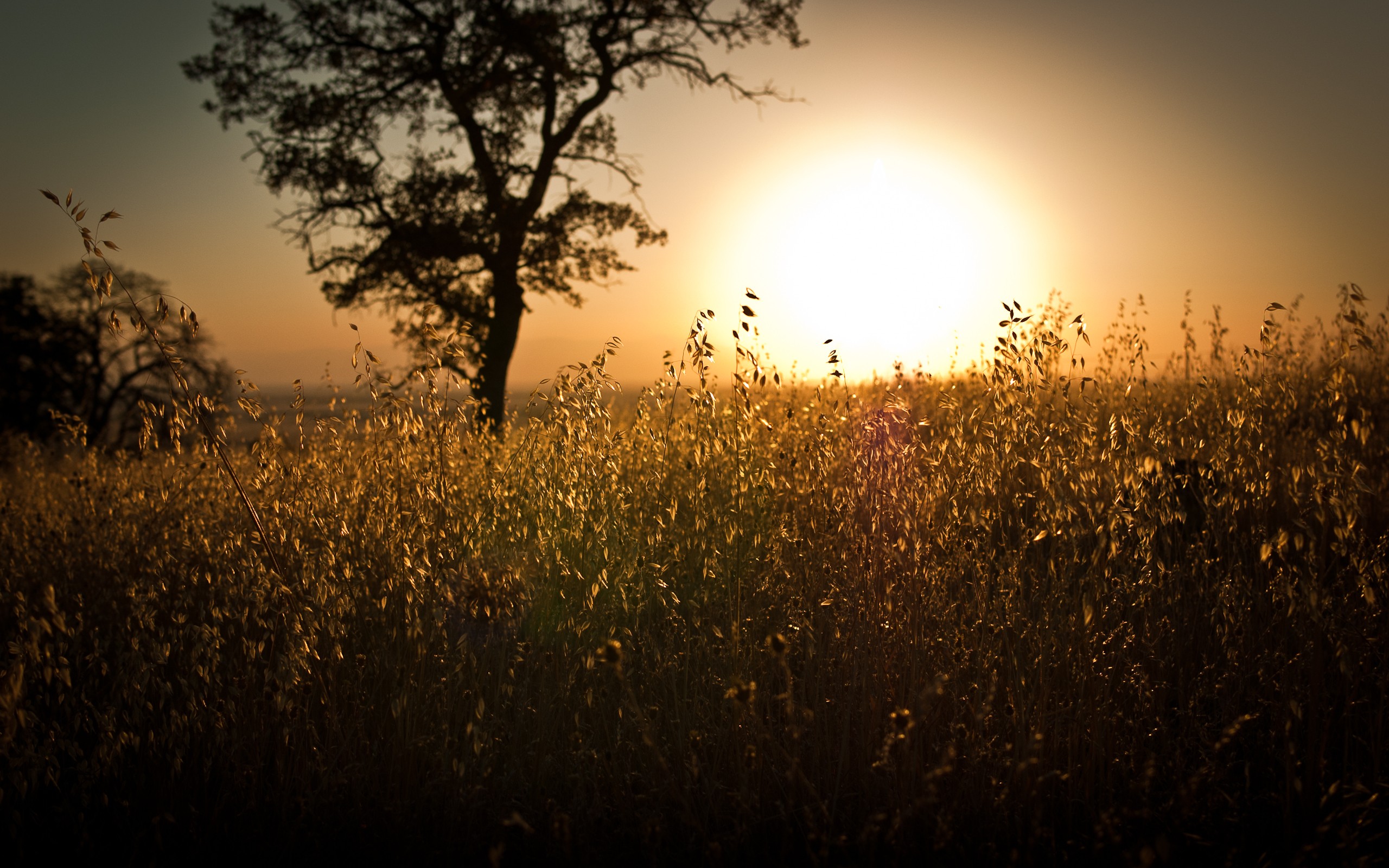 sunset, Landscapes, Nature, Sun, Trees, Skylines, Day, Fields, Sunlight Wallpaper