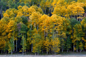 colorado, Forest, Trees, Autumn