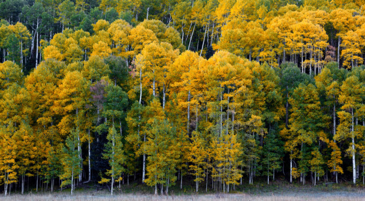 colorado, Forest, Trees, Autumn HD Wallpaper Desktop Background