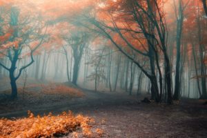 forest, Orange, Fog, Autumn, Leaves