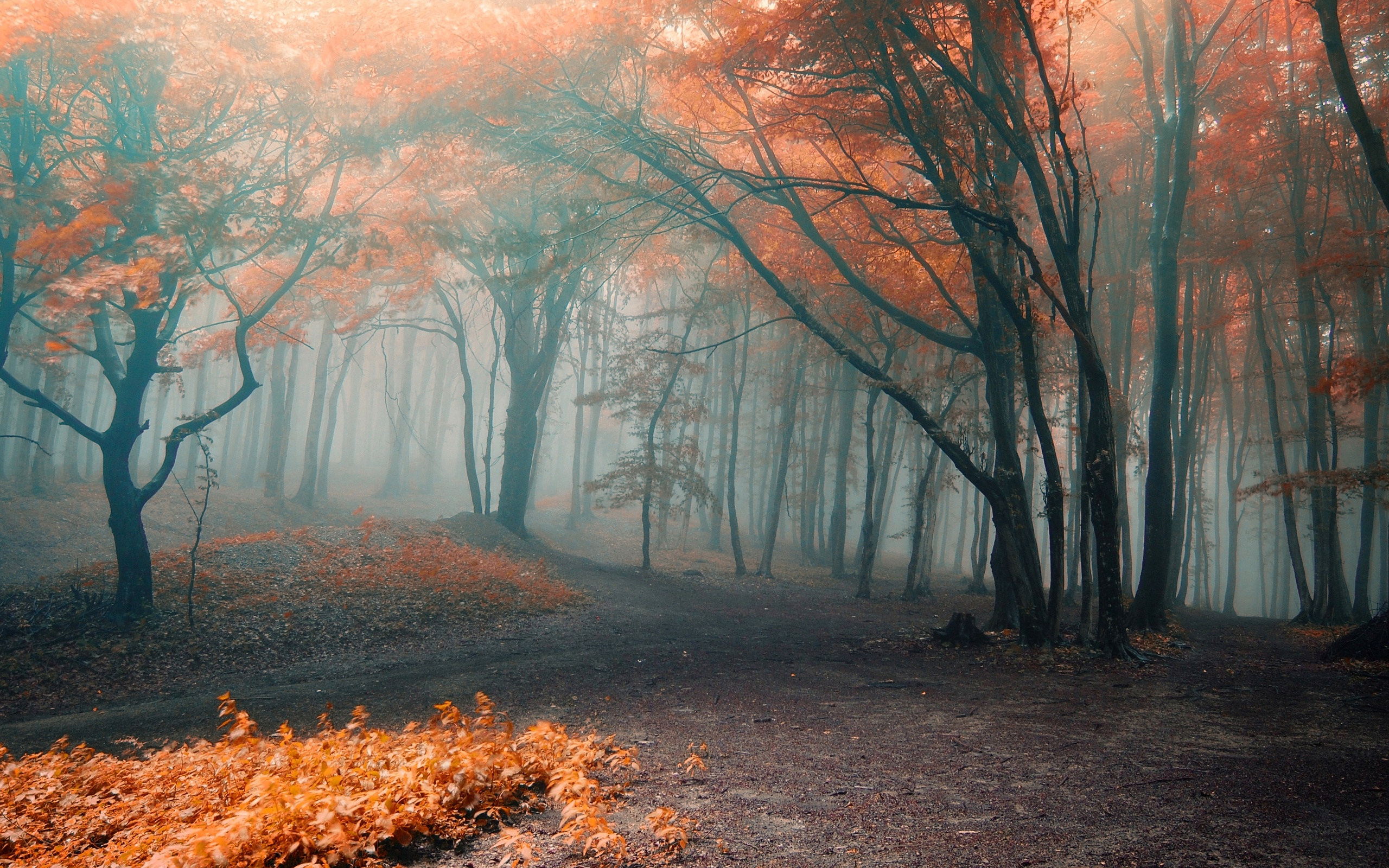 forest, Orange, Fog, Autumn, Leaves Wallpaper