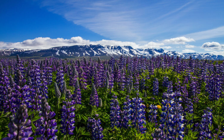 iceland, Meadow, Flowers, Lupine HD Wallpaper Desktop Background