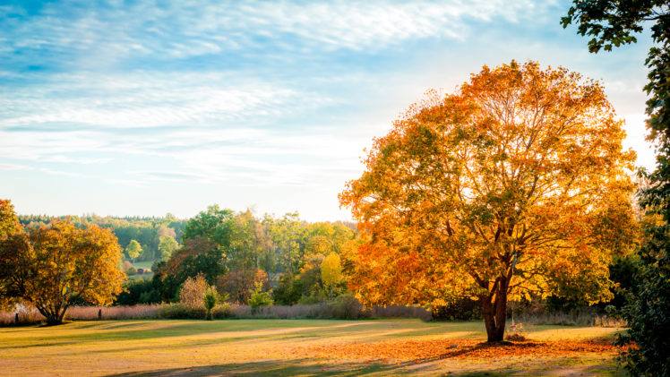 landscape, Nature, Autumn, Trees, Leaves, Yellow, Shadow, Sky, Blue HD Wallpaper Desktop Background