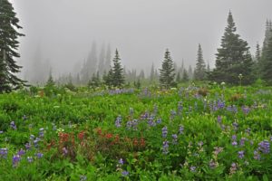 meadow, Flowers, Trees, Spruce, Mist, Nature, Landscape