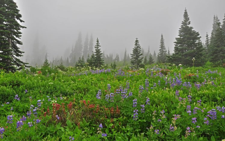 meadow, Flowers, Trees, Spruce, Mist, Nature, Landscape HD Wallpaper Desktop Background