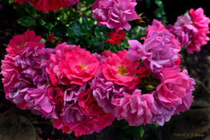 roses, Rose, Bush, Petals