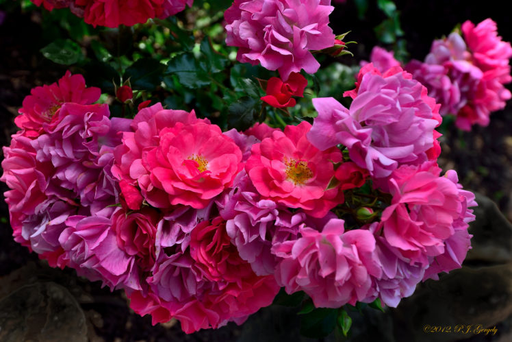 roses, Rose, Bush, Petals HD Wallpaper Desktop Background
