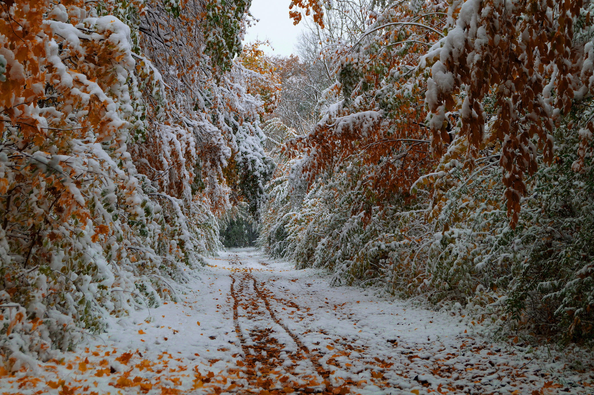 trees, Leaves, Fall, October, The, First, Snow, The, Road Wallpaper