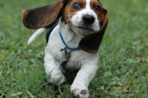 eyes, Animals, Grass, Dogs, Running, Beagle, Faces