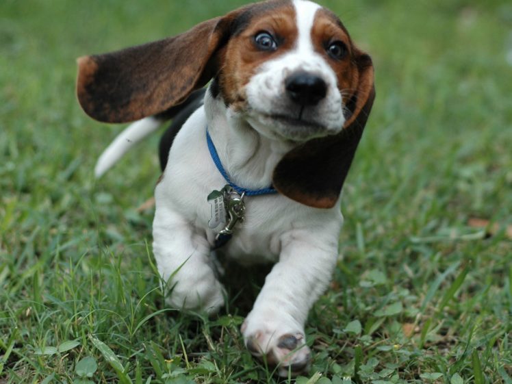 eyes, Animals, Grass, Dogs, Running, Beagle, Faces HD Wallpaper Desktop Background