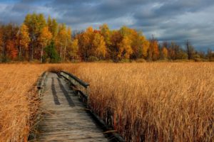 autumn, Dry, Grass, Bridge, Trees, Landscape