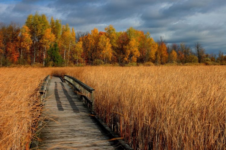 autumn, Dry, Grass, Bridge, Trees, Landscape HD Wallpaper Desktop Background