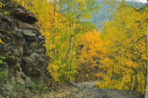 autumn, Trees, Rocks, Track, Landscape