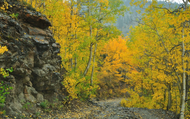 autumn, Trees, Rocks, Track, Landscape HD Wallpaper Desktop Background