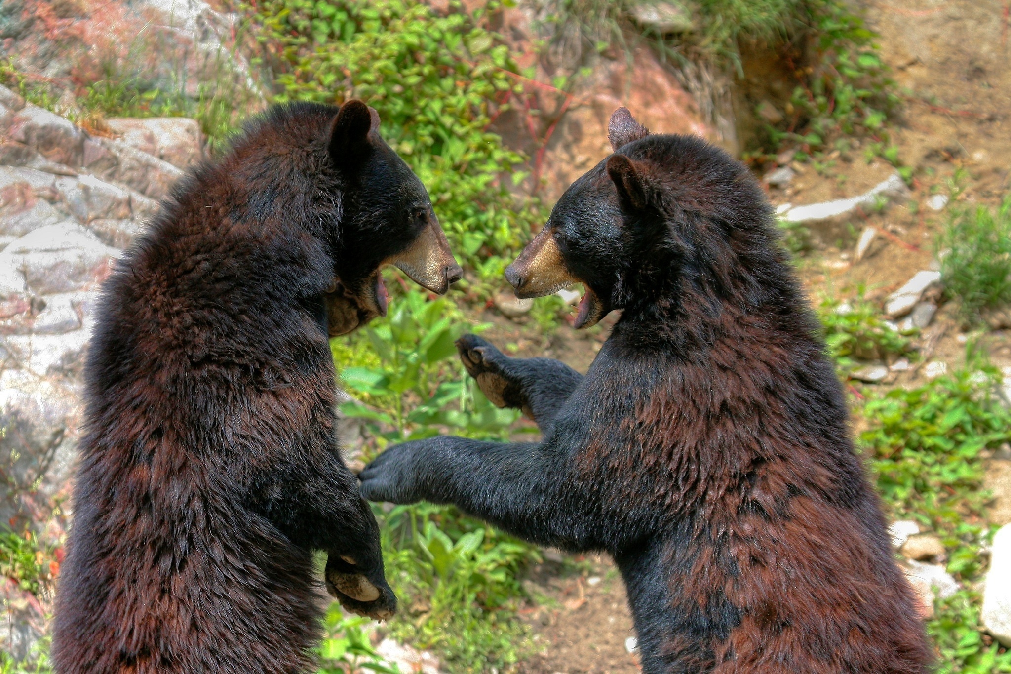 bears, Couple, Fighting, Game Wallpaper