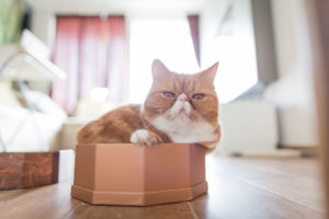 cat, Exotic, Box