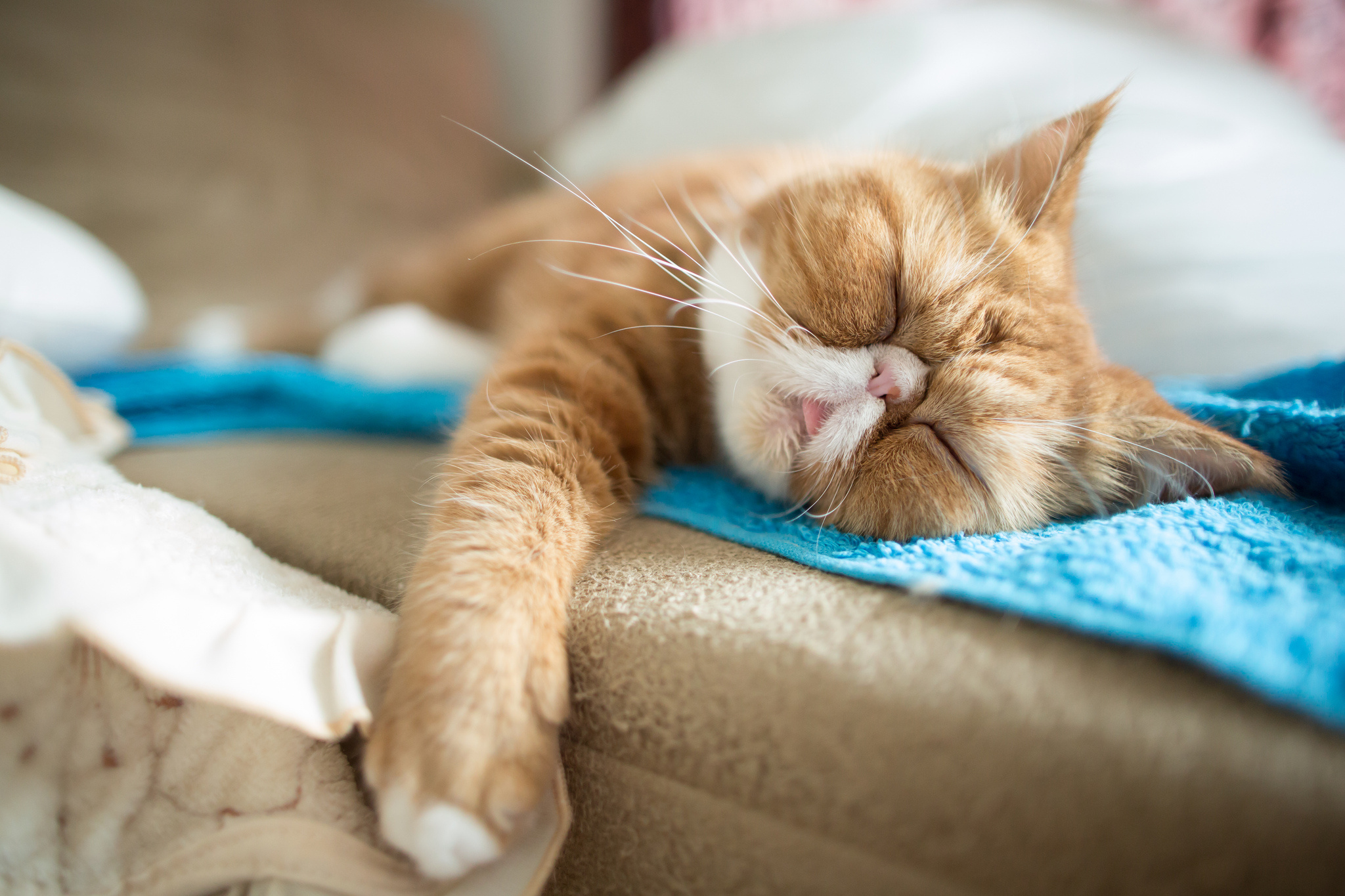 cat, Exotic, Sleep Wallpaper