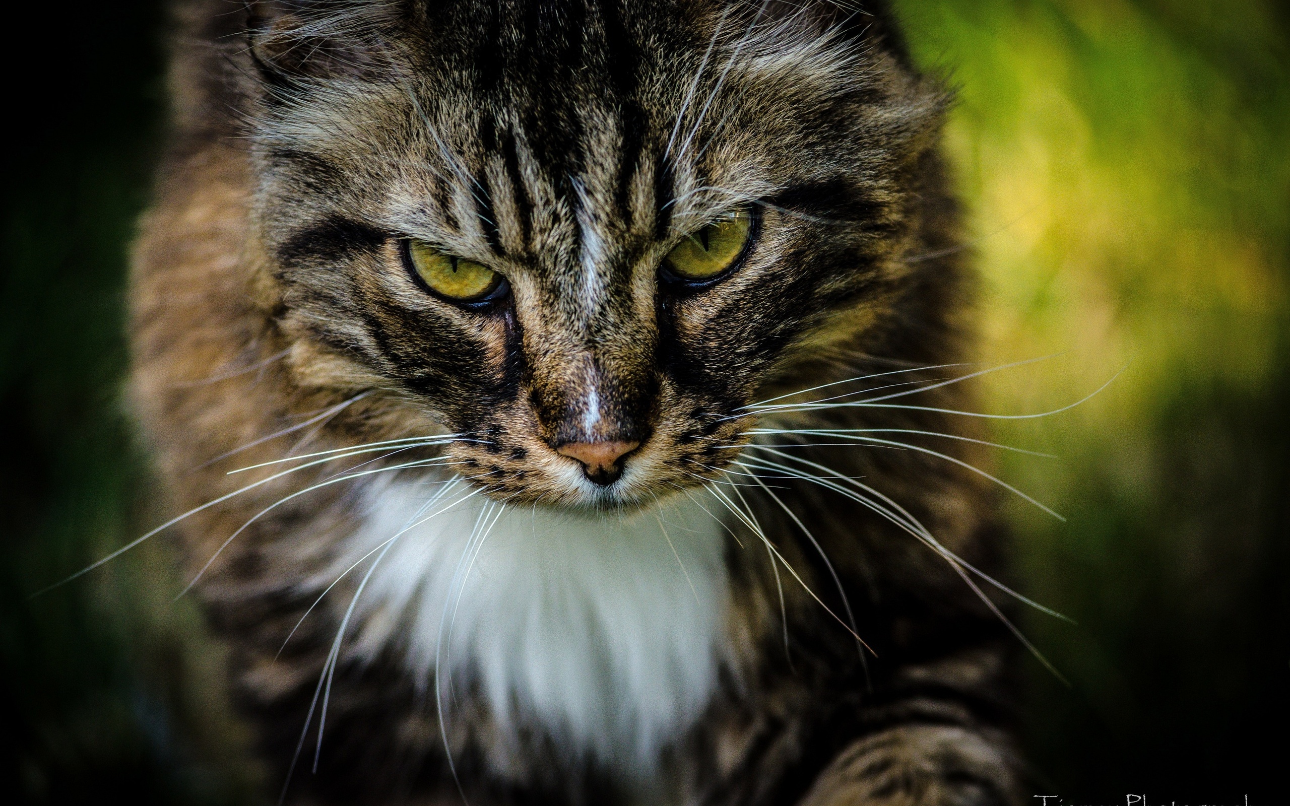 cat, Muzzle Wallpaper