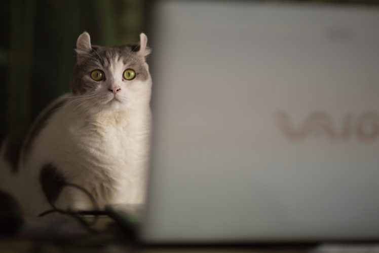 cat, View HD Wallpaper Desktop Background