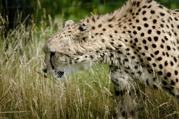 cheetah, Wild, Cat HD Wallpaper Desktop Background