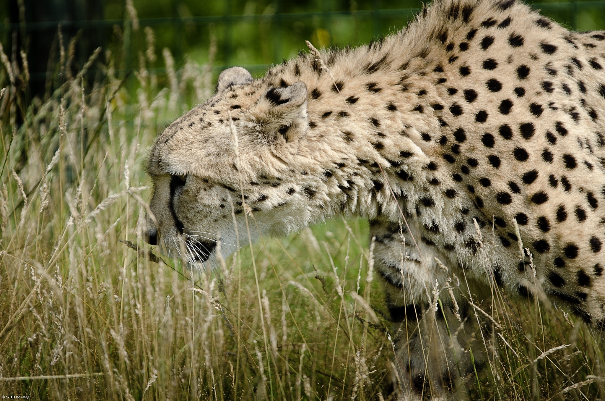 cheetah, Wild, Cat Wallpaper