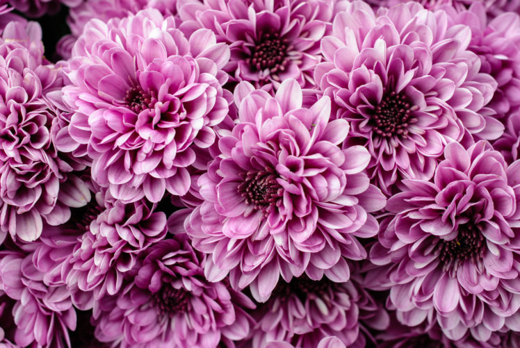 chrysanthemum, Close up HD Wallpaper Desktop Background