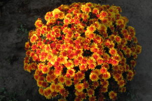 chrysanthemums, Many, Orange, Flowers