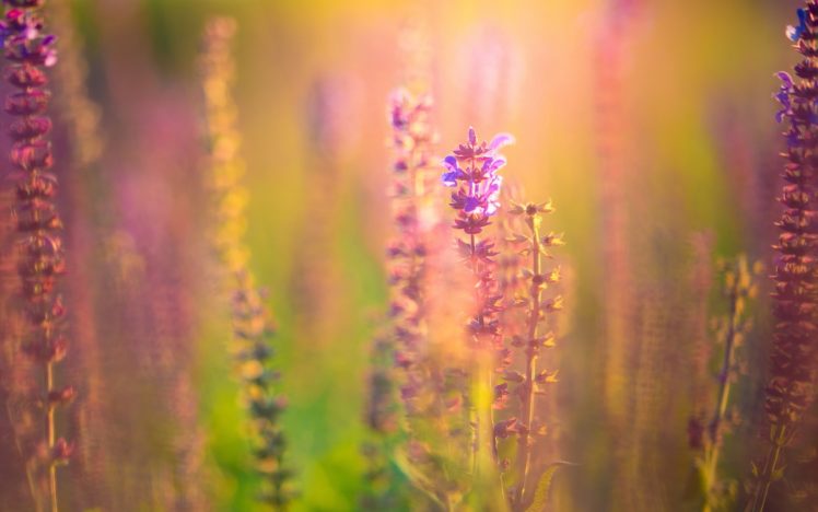 flower, Pink, Purple, Plant, Vegetation HD Wallpaper Desktop Background