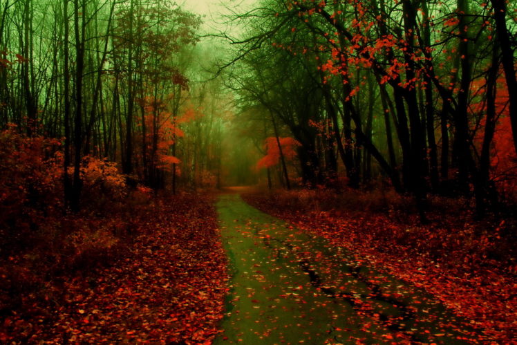 forest, Fog, Foliage, Autumn, Road HD Wallpaper Desktop Background