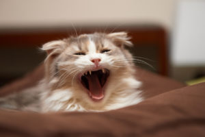 cat, Mouth, Yawning, Muzzle, Whiskers