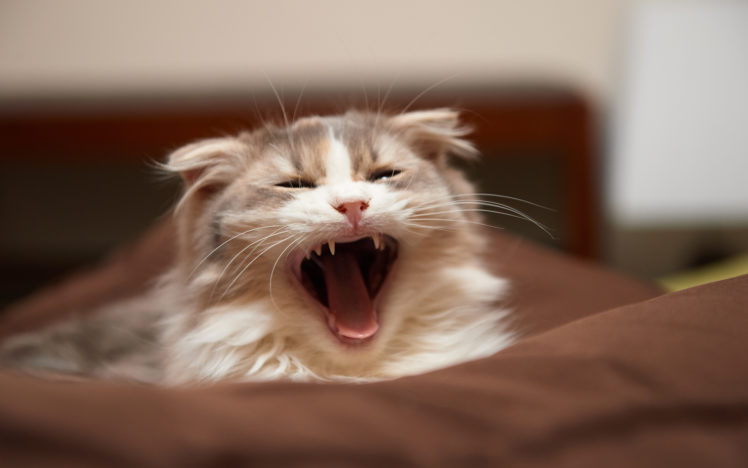 cat, Mouth, Yawning, Muzzle, Whiskers HD Wallpaper Desktop Background