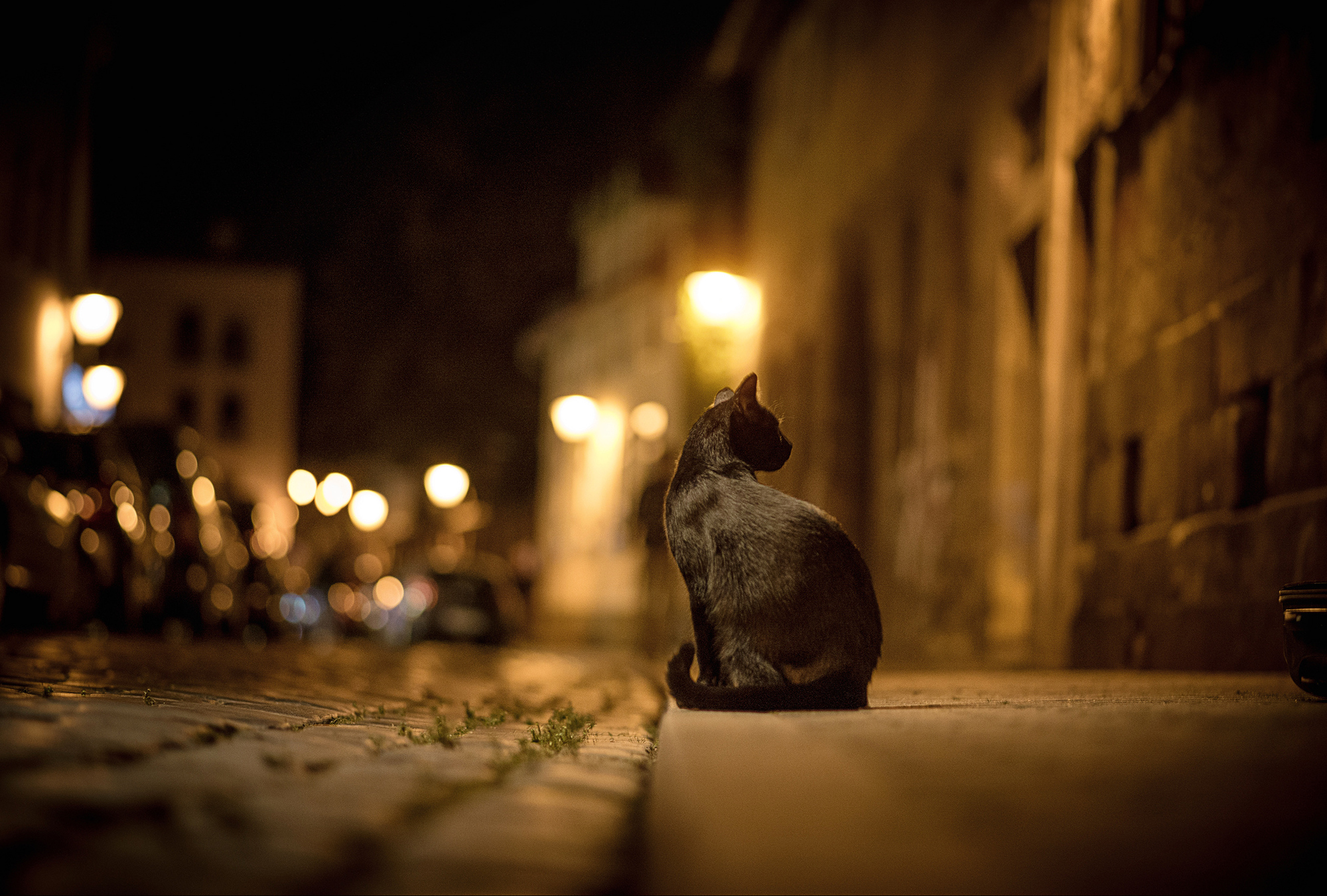 cat, City, Night, Street, Bokeh, Lights, Road, Pavement, Sidewalk Wallpaper