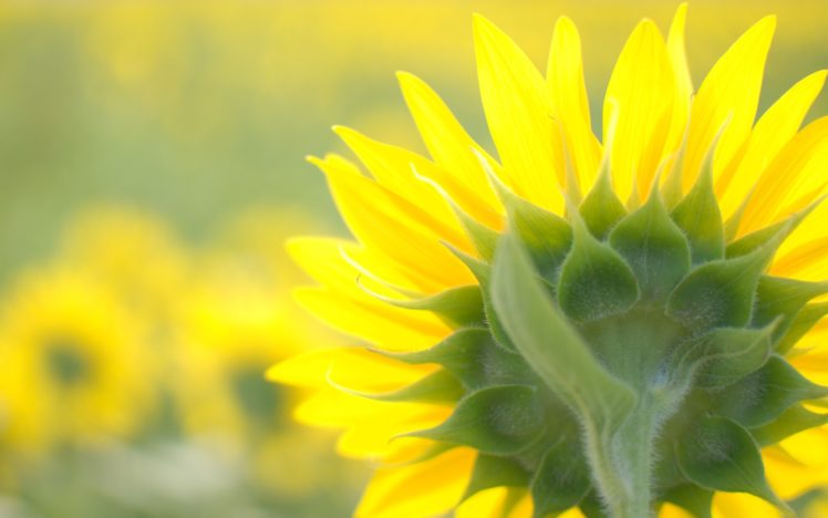the, Other, Side, Of, A, Sunflower HD Wallpaper Desktop Background