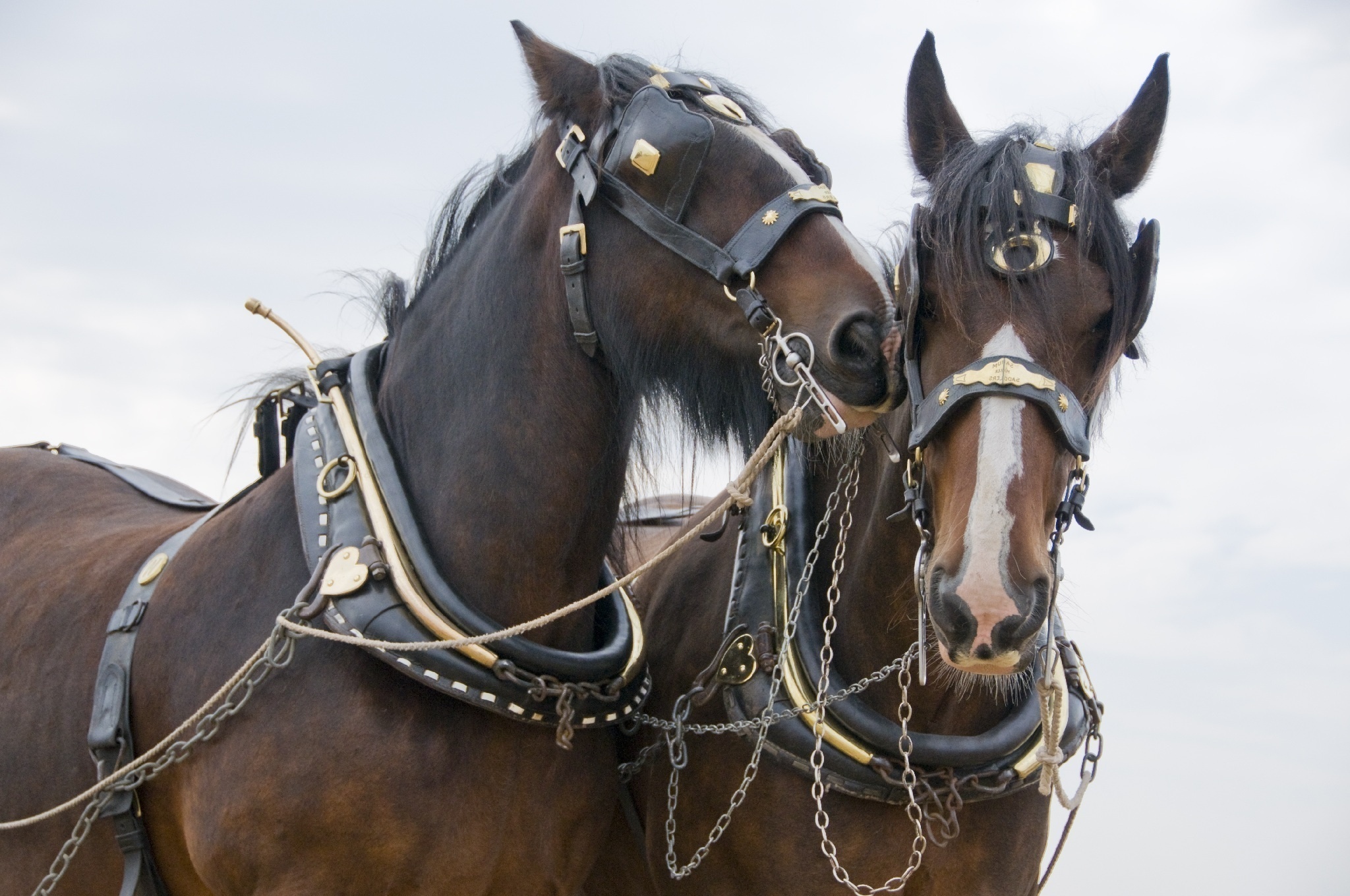 horse, Steam, Team, Harness Wallpaper