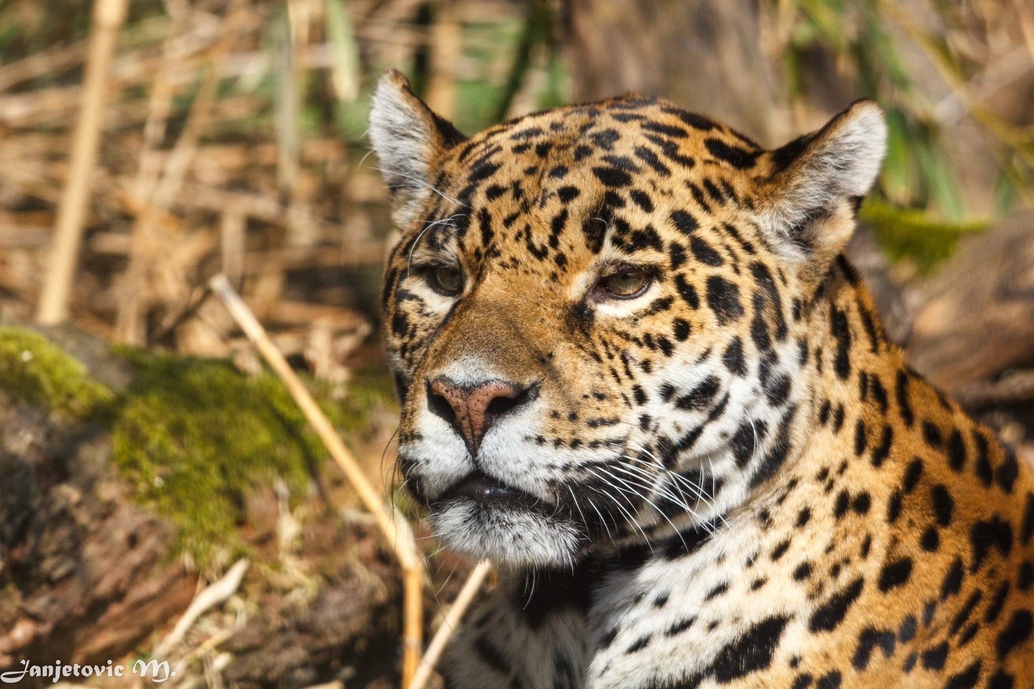 jaguar, Wild, Cat, Muzzle Wallpaper