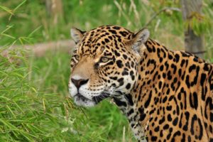 jaguar, Wild, Cat, Muzzle