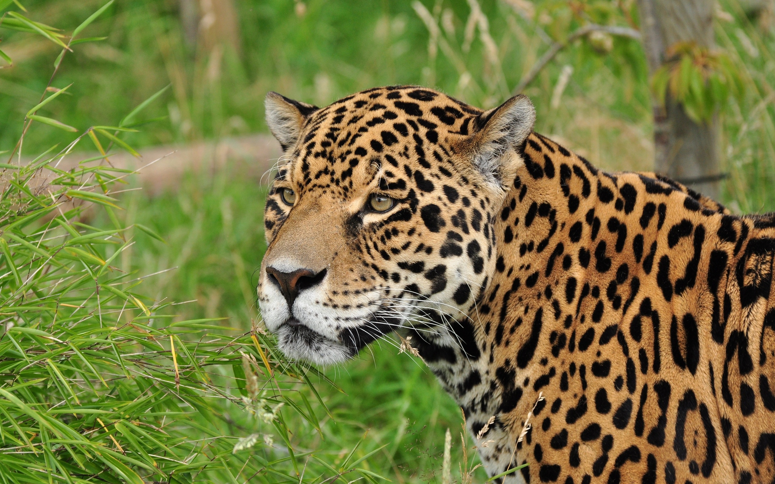 jaguar, Wild, Cat, Muzzle Wallpaper