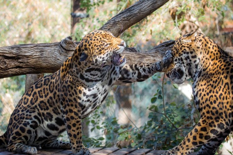 jaguar HD Wallpaper Desktop Background